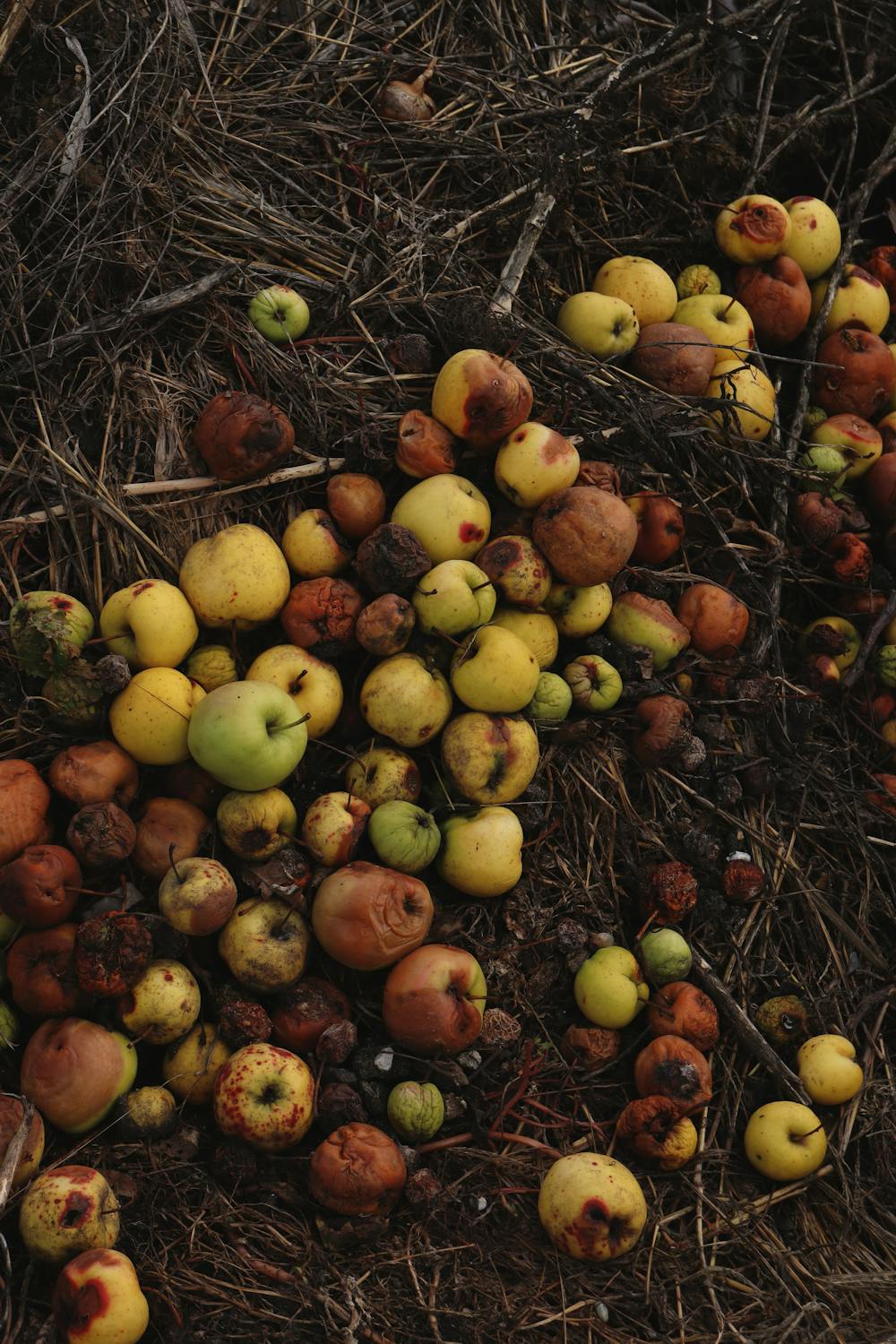 free-photo-of-rotten-apples-on-ground